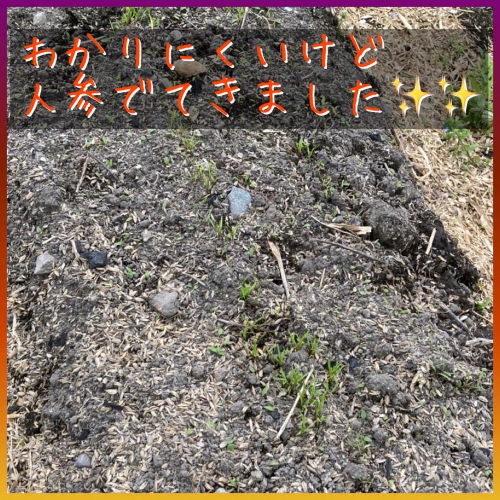 人参の芽が出てきました