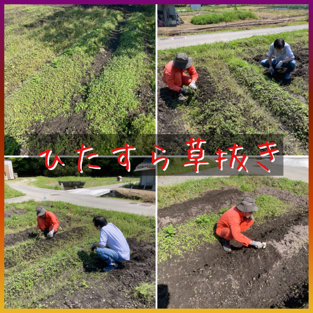 ひたすら草抜き