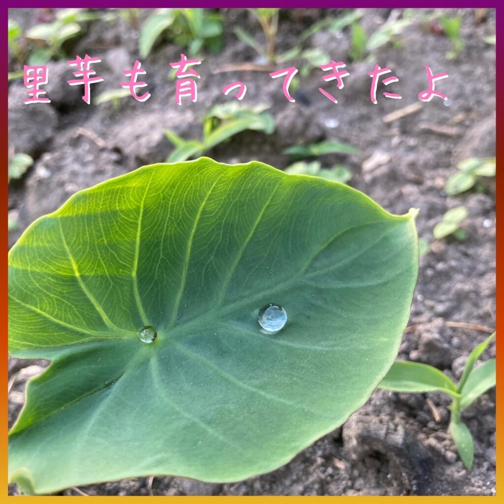 育ってきた里芋の葉