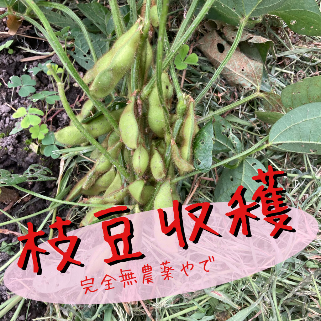 枝豆収穫