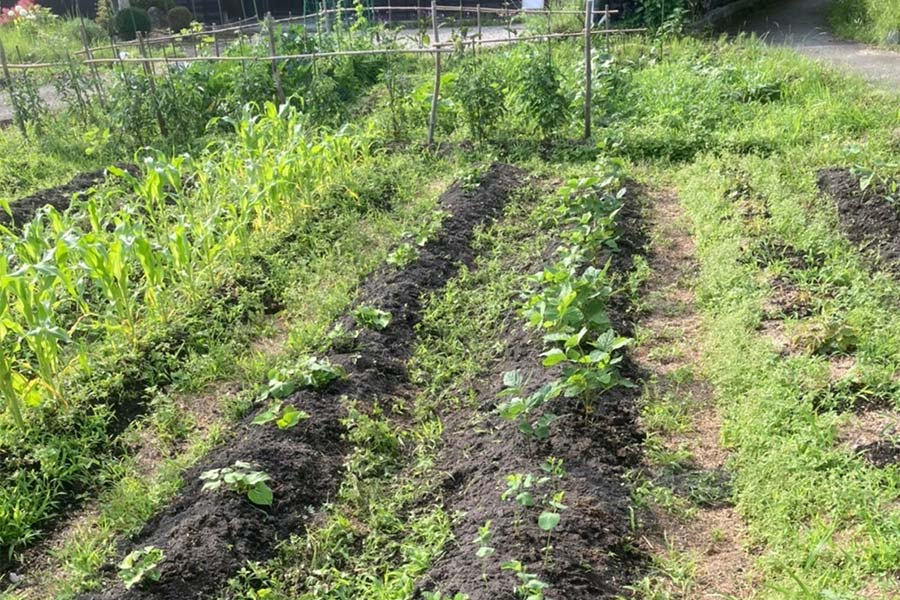 雑草の多い畑に枝豆の苗が植わっている